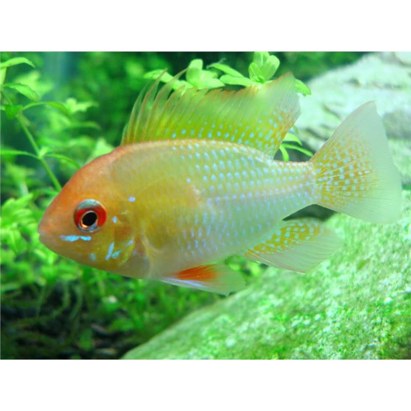 Papiliochromis ramirezi red-gold - imagine 4